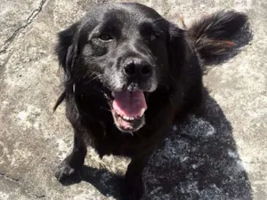 Cachorro raça  idade 4 anos nome Beiçola