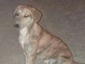 Cachorro raça vira latas idade 2 a 6 meses nome tigrao
