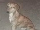 Cachorro raça vira latas idade 2 a 6 meses nome tigrao