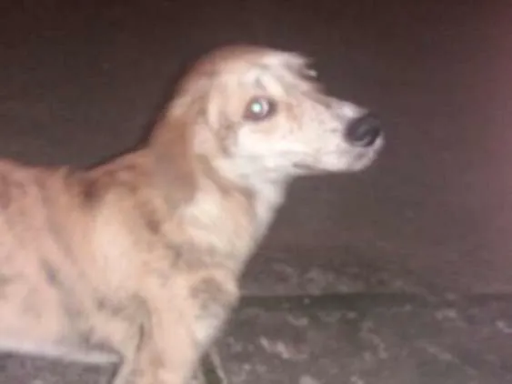 Cachorro ra a vira latas idade 2 a 6 meses nome tigrao