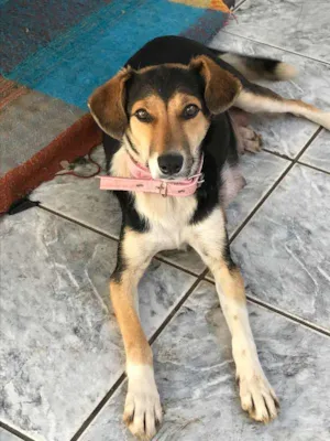 Cachorro raça SRD idade 7 a 11 meses nome Margareth