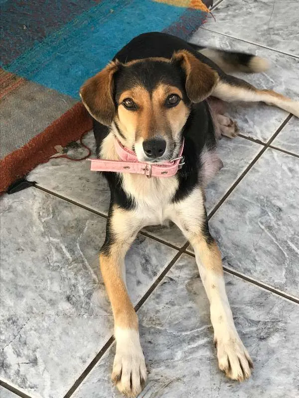 Cachorro ra a SRD idade 7 a 11 meses nome Margareth