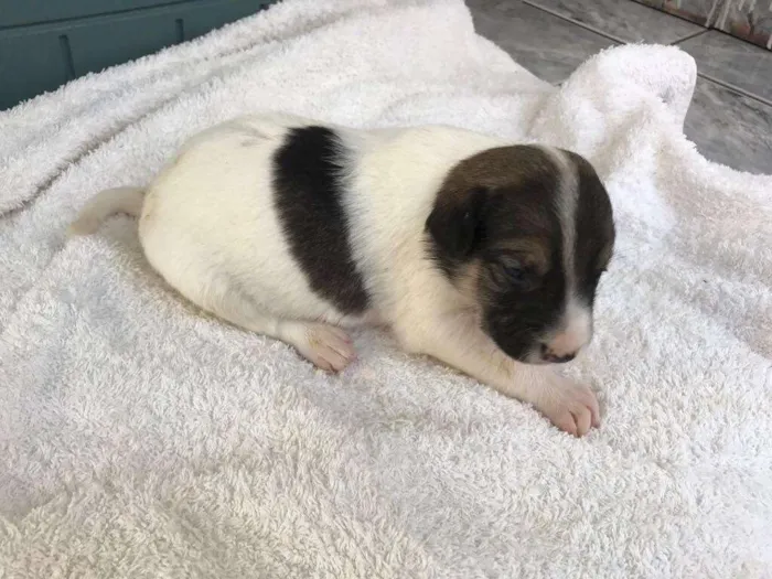 Cachorro ra a SRD idade Abaixo de 2 meses nome Filhotes SRD
