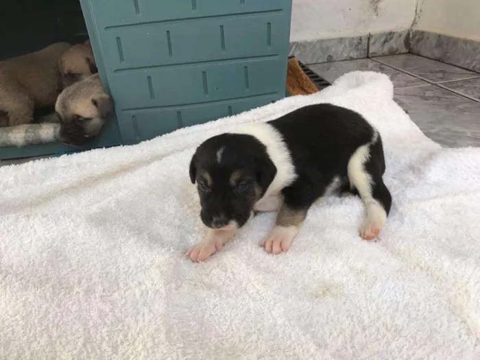 Cachorro ra a SRD idade Abaixo de 2 meses nome Filhotes SRD
