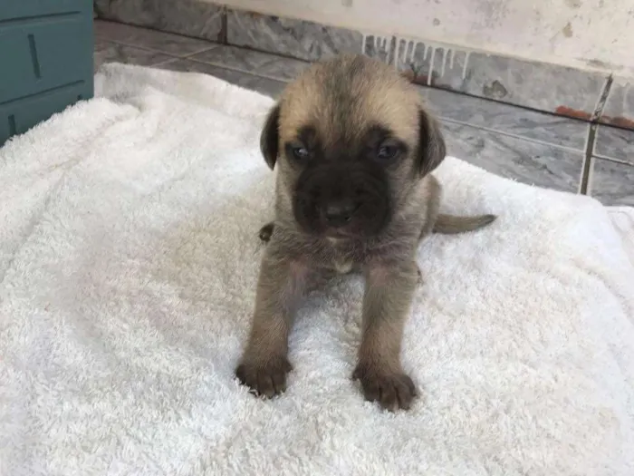 Cachorro ra a SRD idade Abaixo de 2 meses nome Filhotes SRD
