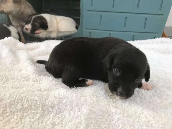 Cachorro ra a SRD idade Abaixo de 2 meses nome Filhotes SRD