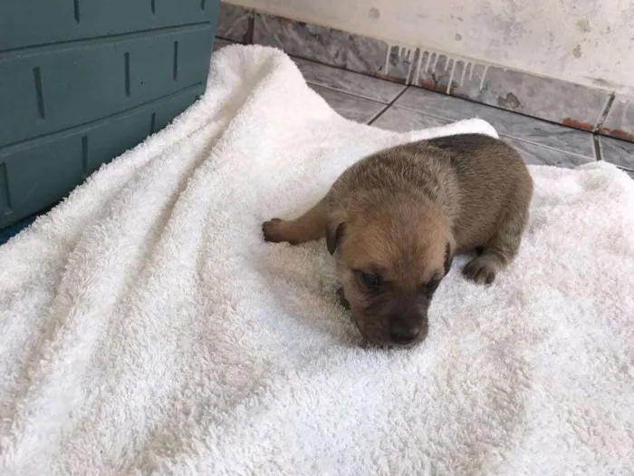 Cachorro ra a SRD idade Abaixo de 2 meses nome Filhotes SRD