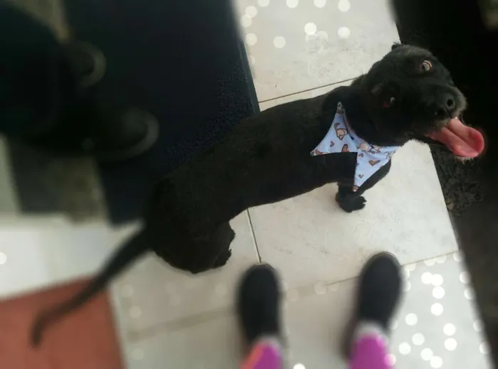 Cachorro raça SRD idade 2 anos nome Pipoca