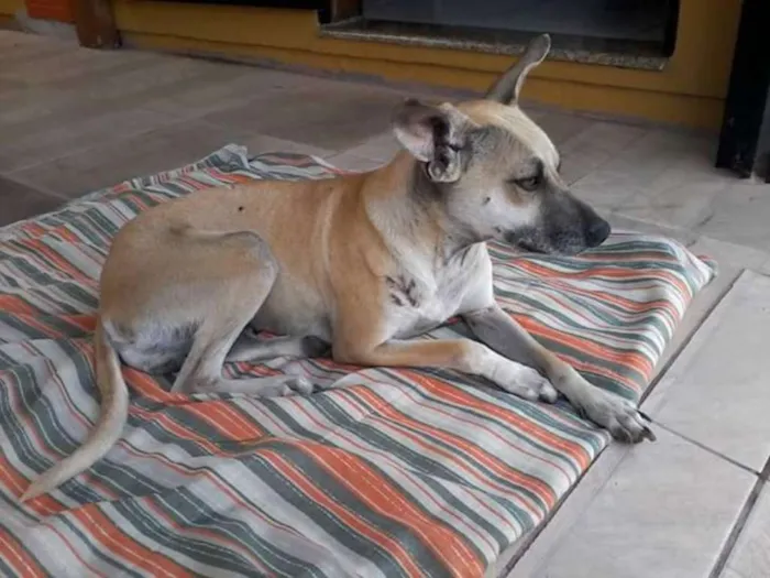 Cachorro raça SRD idade 2 anos nome Maya