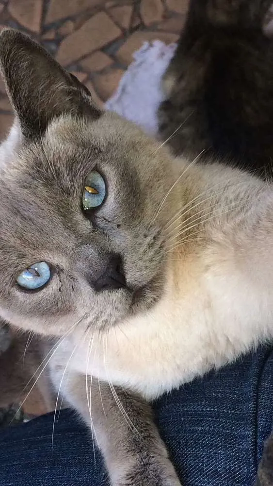 Gato ra a  idade 7 a 11 meses nome Xanda