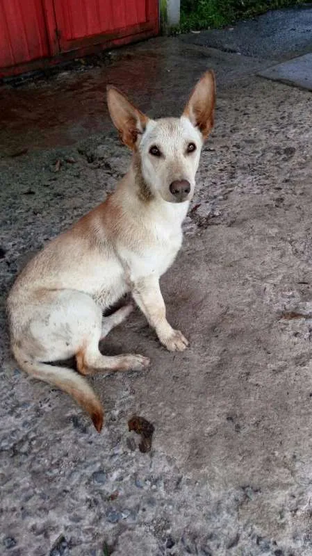Cachorro ra a SRD idade 1 ano nome TOBY