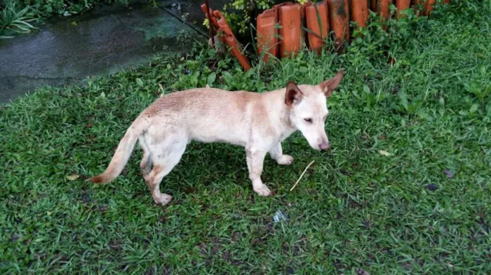 Cachorro ra a SRD idade 1 ano nome TOBY