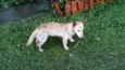 TOBY
