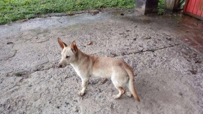 Cachorro ra a SRD idade 1 ano nome TOBY