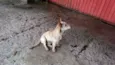 TOBY