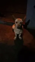 TOBY