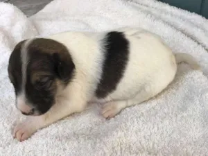 Cachorro raça SRD idade Abaixo de 2 meses nome Filhotes SRD