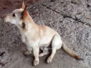 Cachorro raça SRD idade 1 ano nome TOBY