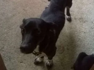 Cachorro raça vira-lata idade 2 anos nome Pituca