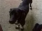 Cachorro raça vira-lata idade 2 anos nome Pituca