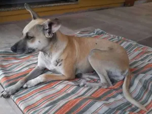 Cachorro raça SRD idade 2 anos nome Maya