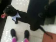 Pipoca