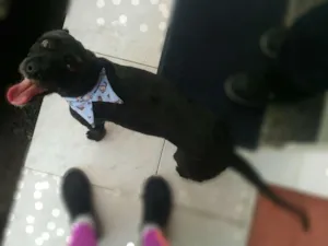 Cachorro raça SRD idade 2 anos nome Pipoca