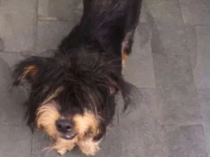 Cachorro raça SR idade 3 anos nome Dick