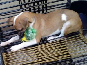 Cachorro raça VL idade 2 a 6 meses nome MEL