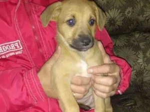Cachorro raça vira lata idade 2 a 6 meses nome Filhote