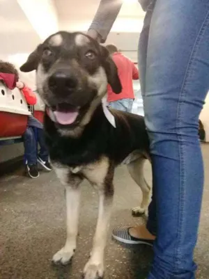 Cachorro raça SRD idade 2 anos nome MIKE