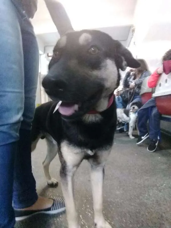 Cachorro ra a SRD idade 2 anos nome MIKE