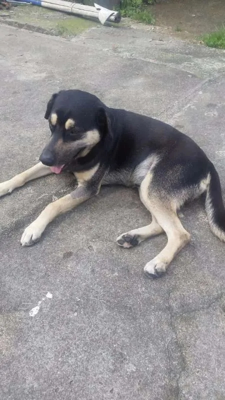 Cachorro ra a SRD idade 2 anos nome MIKE