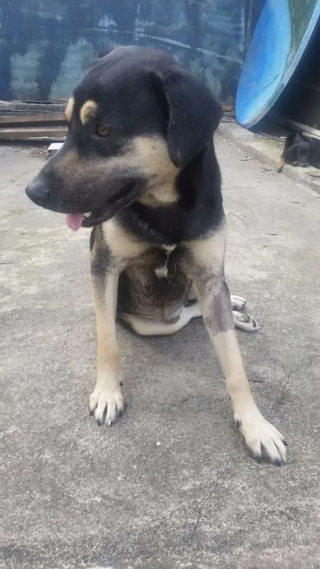 Cachorro ra a SRD idade 2 anos nome MIKE