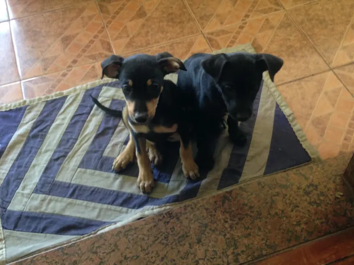 Cachorro raça Sem raça definida idade 2 a 6 meses nome Nina e Totó 
