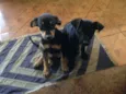 Nina e Totó 