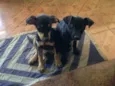 Nina e Totó 