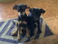 Nina e Totó 