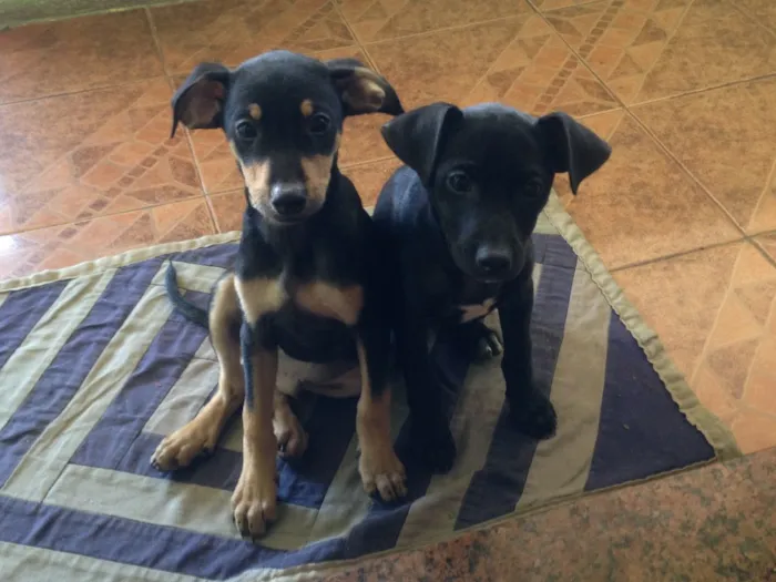 Cachorro raça Sem raça definida idade 2 a 6 meses nome Nina e Totó 