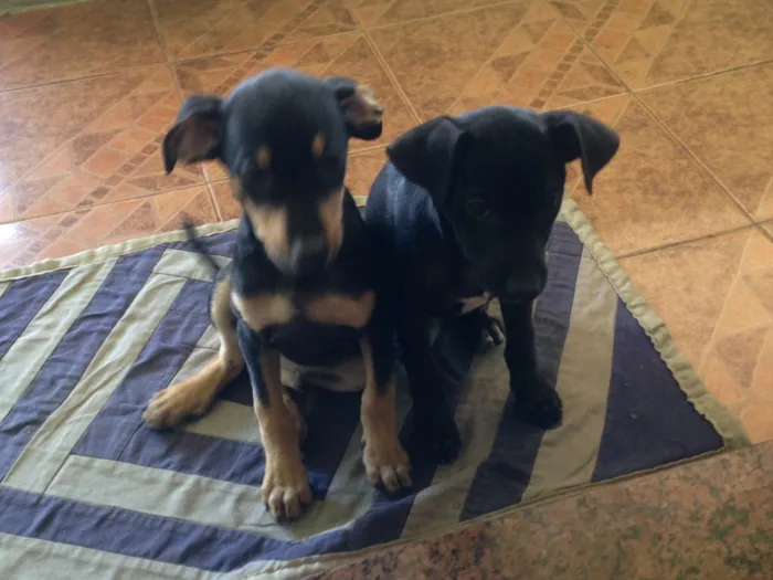 Cachorro raça Sem raça definida idade 2 a 6 meses nome Nina e Totó 