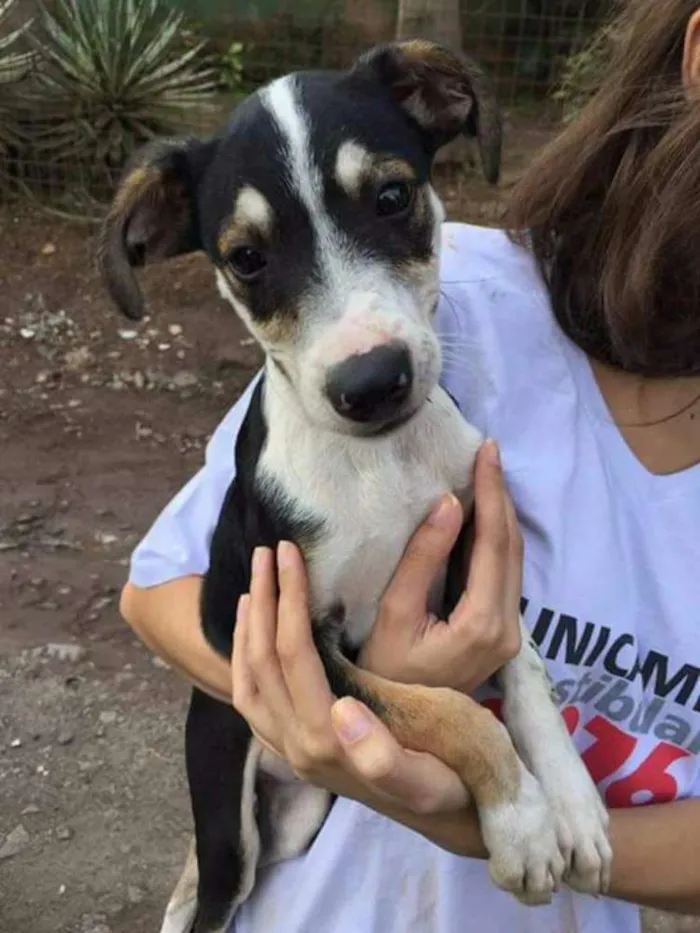 Cachorro ra a Vira lata idade  nome Bob