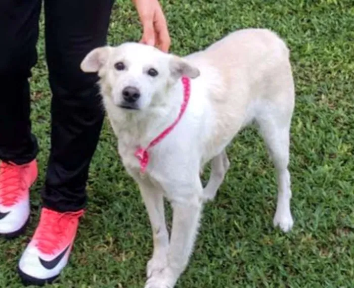Cachorro ra a SRD idade 2 anos nome Bianca