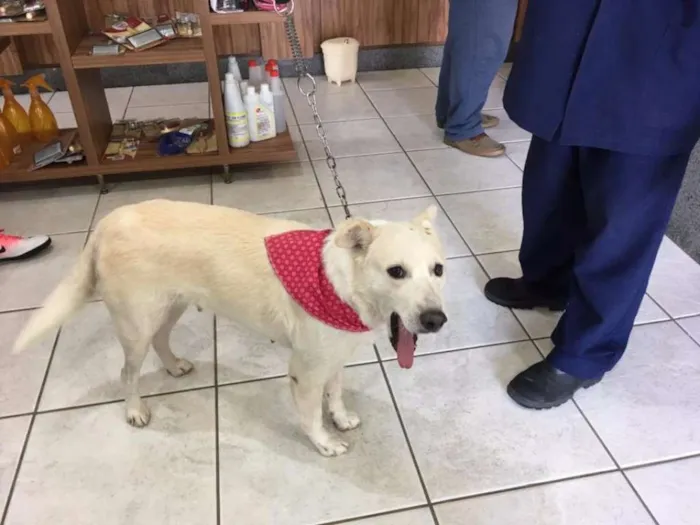 Cachorro ra a SRD idade 2 anos nome Bianca
