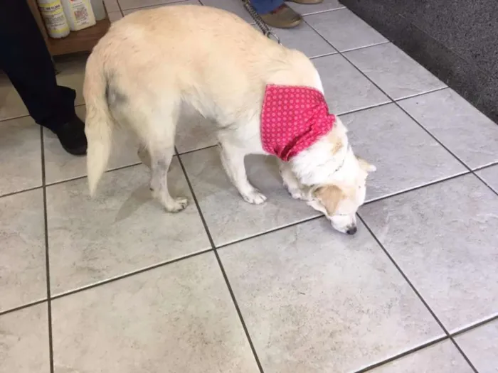 Cachorro ra a SRD idade 2 anos nome Bianca