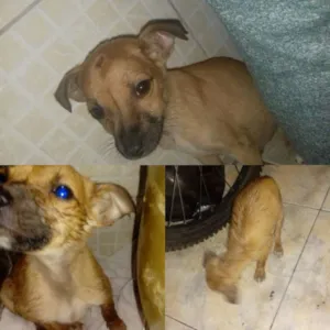Cachorro raça SRD idade Abaixo de 2 meses nome sem nome