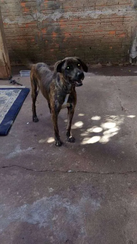 Cachorro ra a Vira-lata idade 7 a 11 meses nome Menina