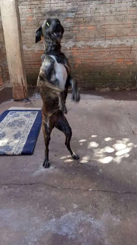 Cachorro ra a Vira-lata idade 7 a 11 meses nome Menina