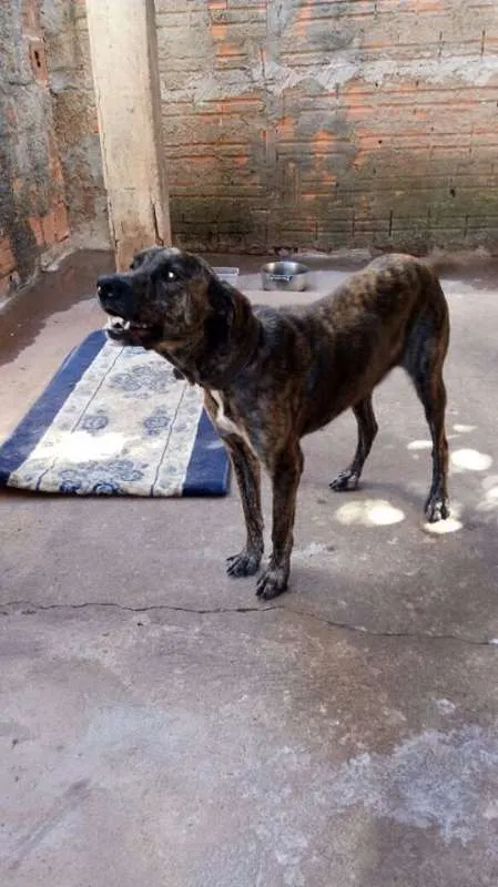 Cachorro ra a Vira-lata idade 7 a 11 meses nome Menina