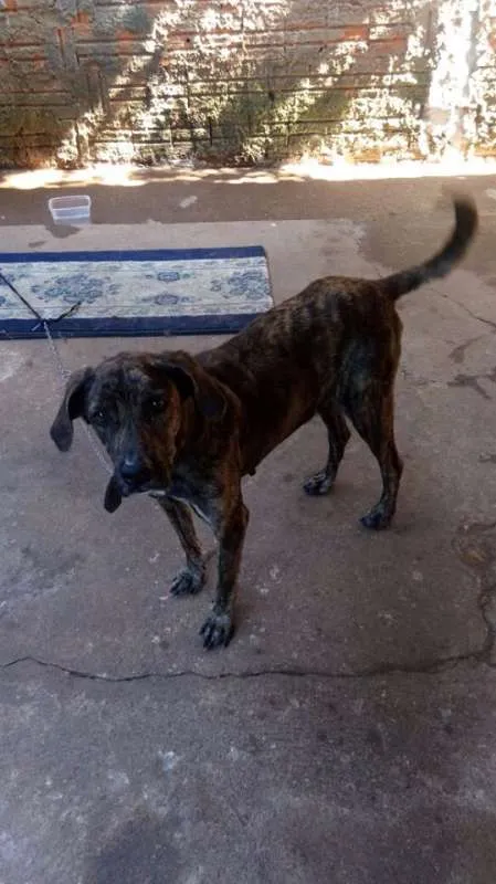 Cachorro ra a Vira-lata idade 7 a 11 meses nome Menina