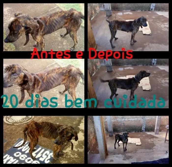 Cachorro ra a Vira-lata idade 7 a 11 meses nome Menina